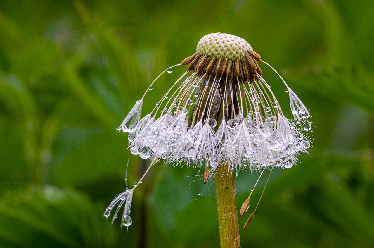 drip  dandelion seeds  raindrop free photo