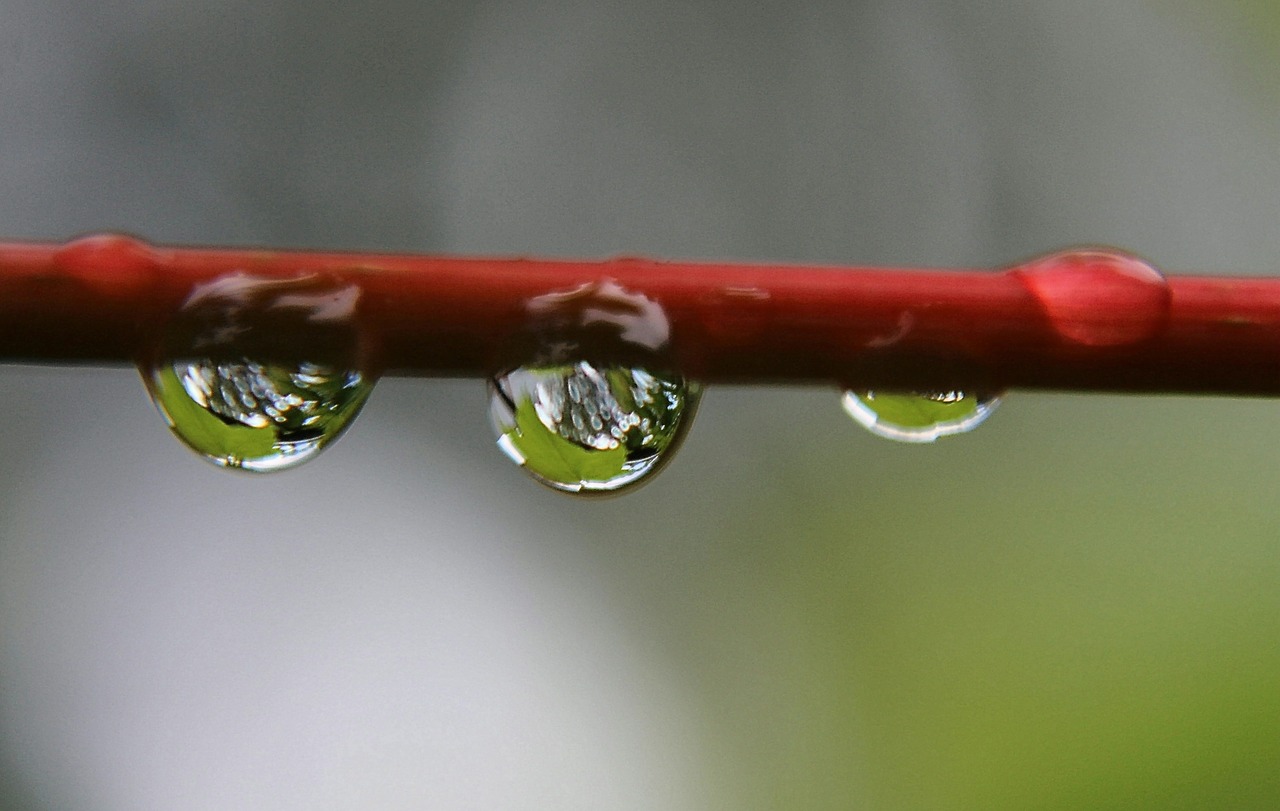 drip branch dew free photo