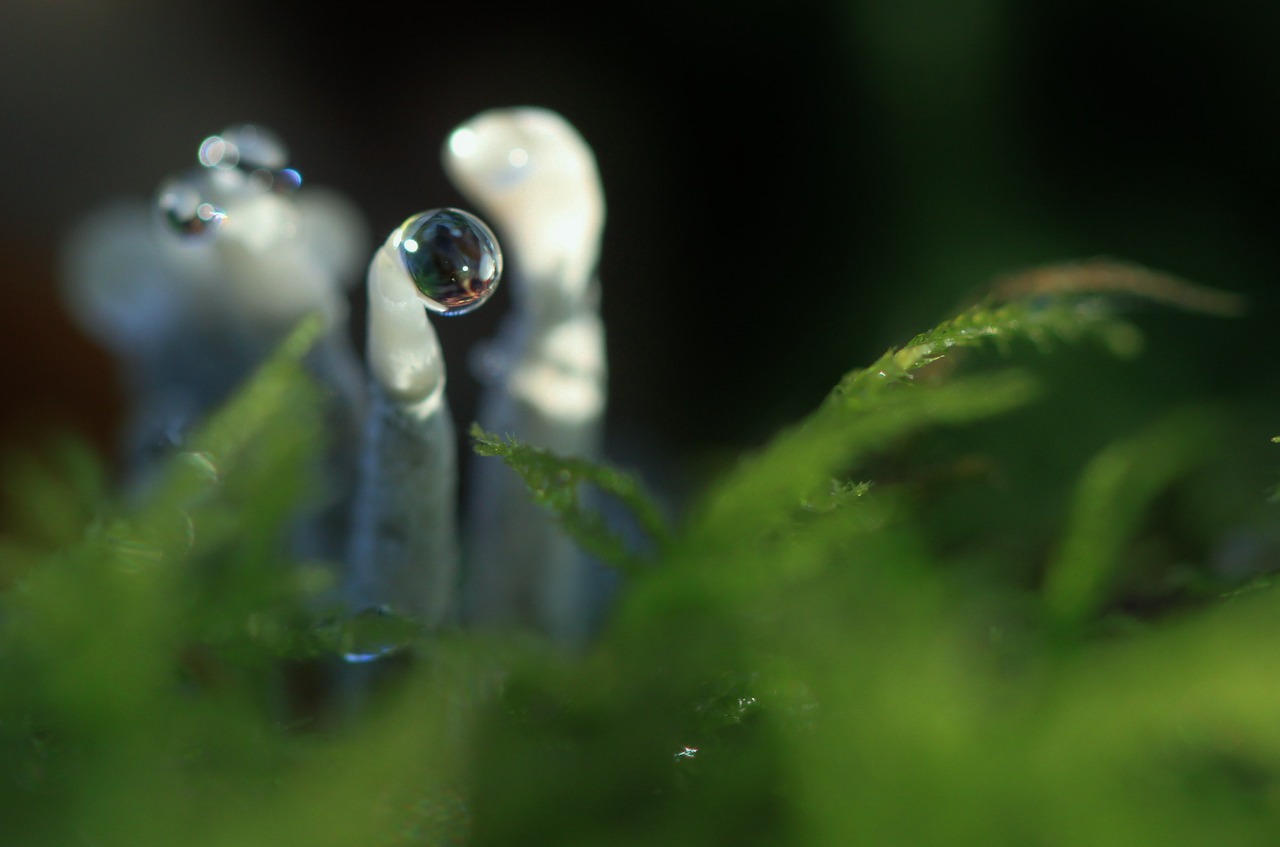 drip mushroom raindrop free photo