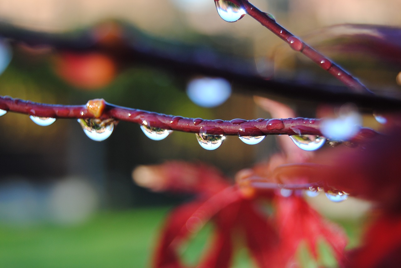 drip acer bubble free photo