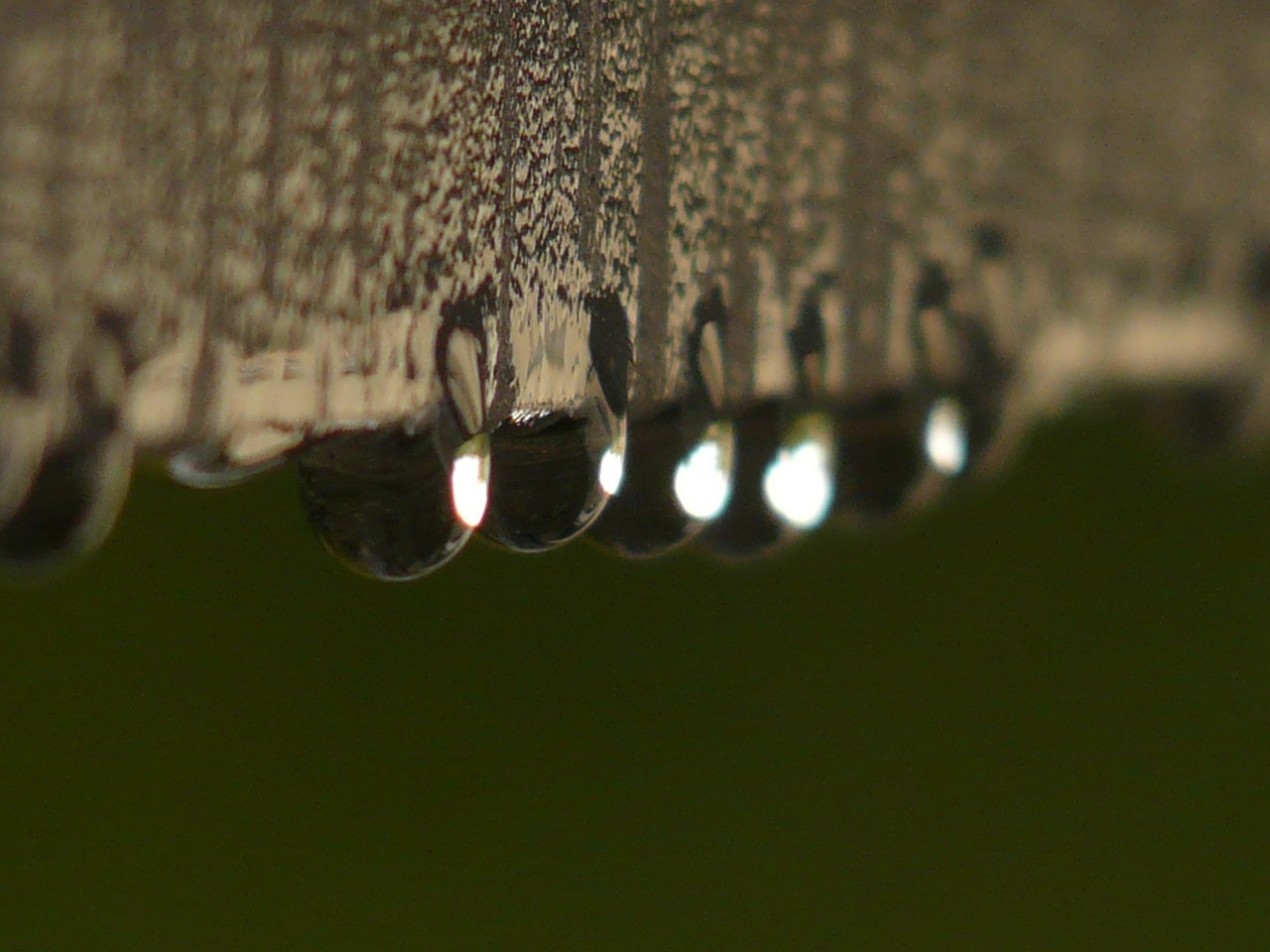 drip raindrop water free photo