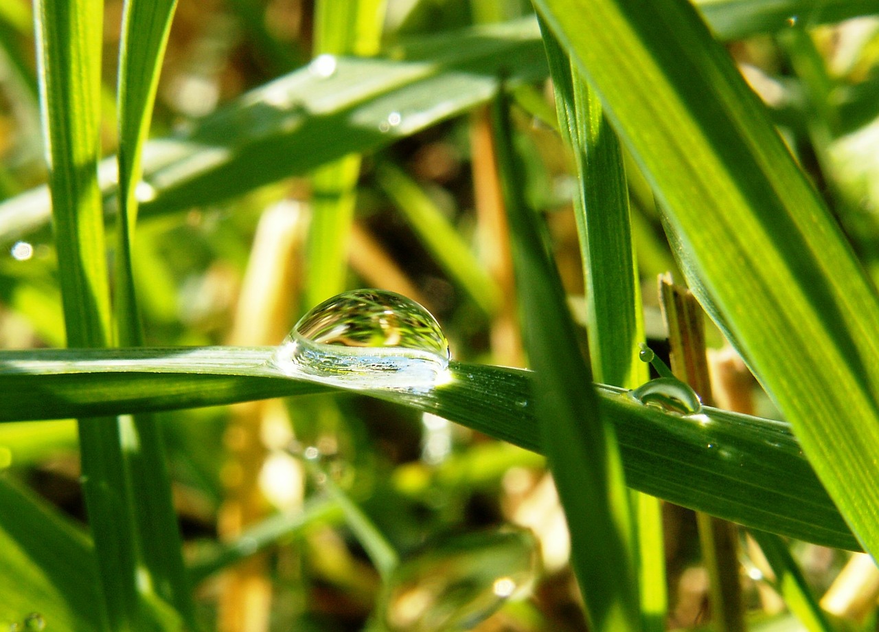 drip meadow green free photo