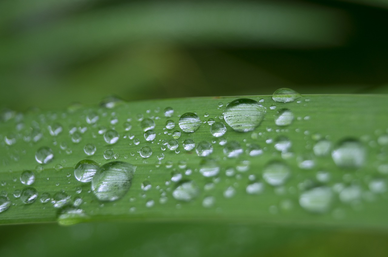 drip water leaf free photo