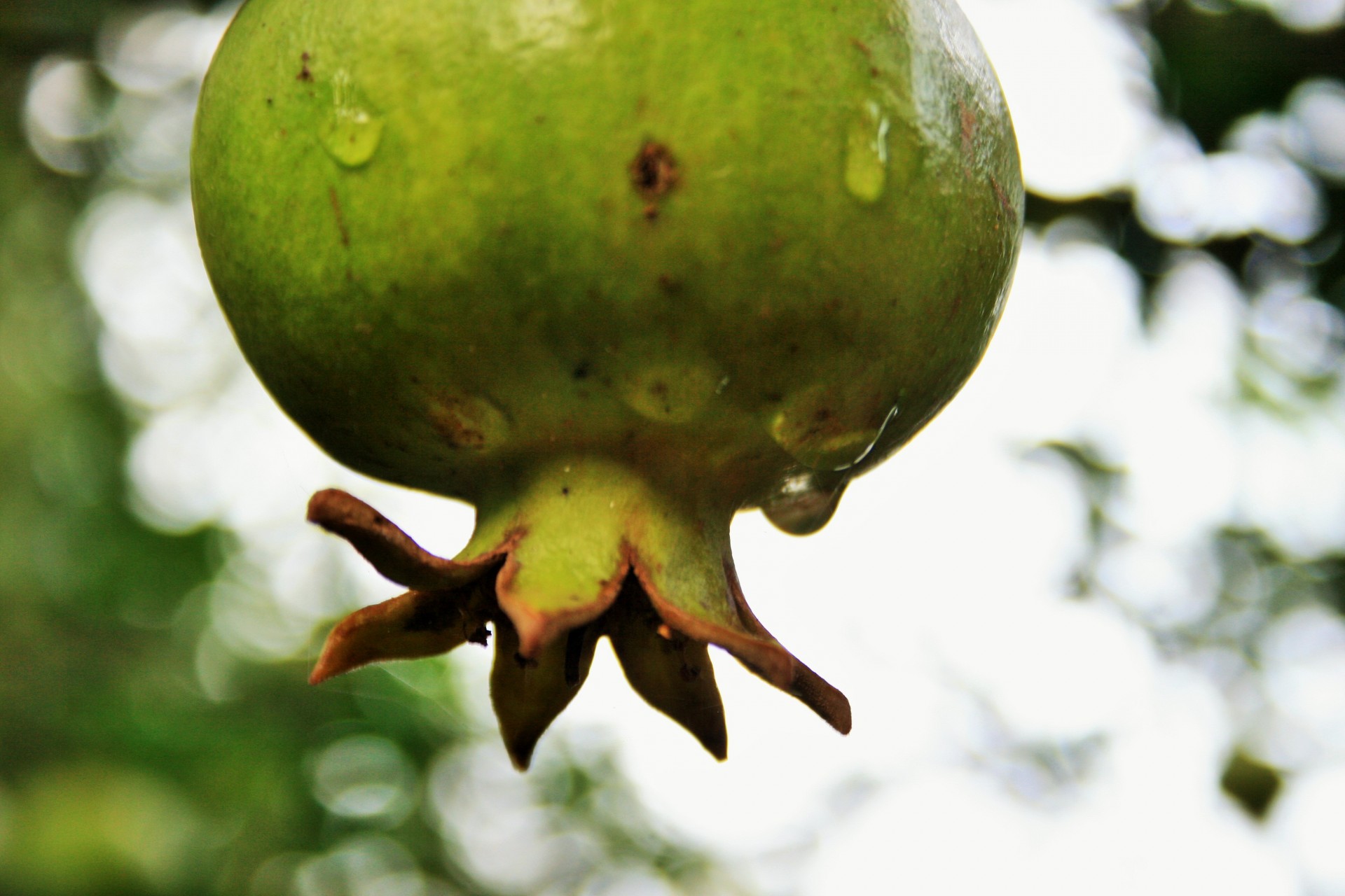 fruit pomegranate green free photo