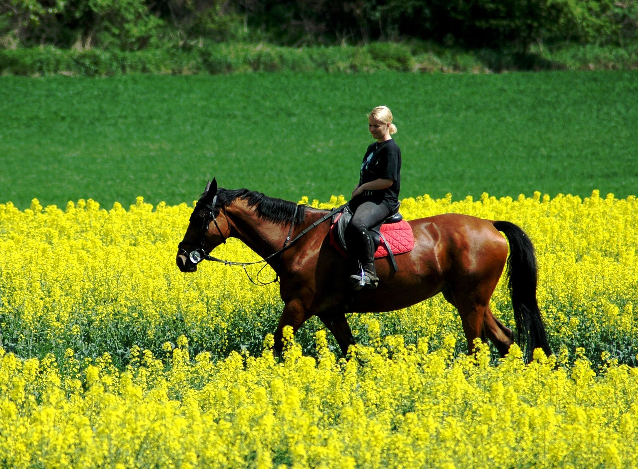 drive woman horse free photo