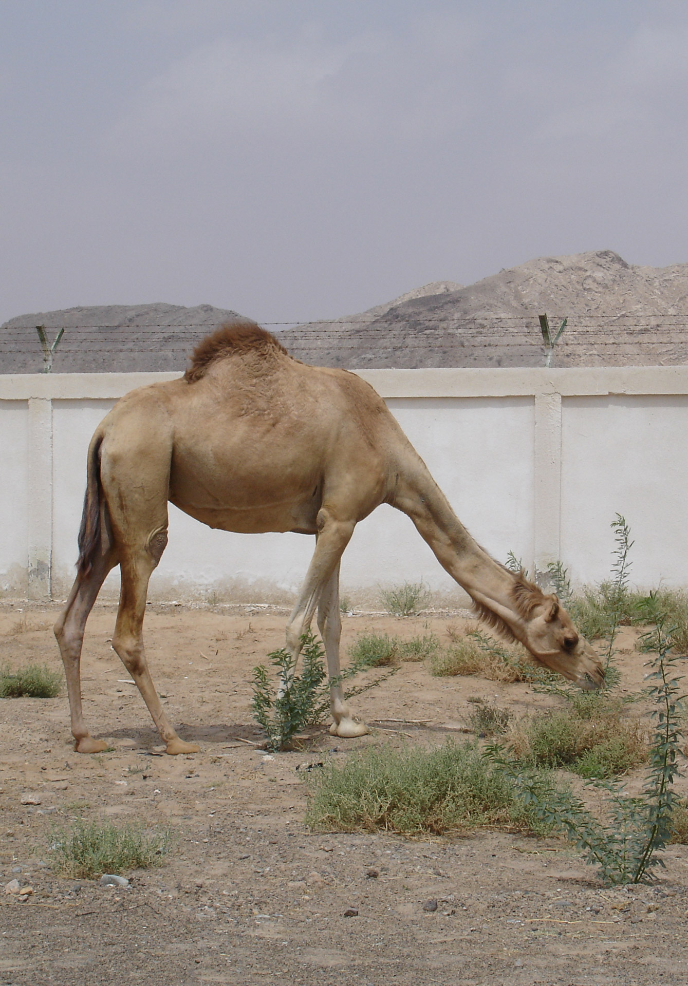 camel dromedary morocco free photo