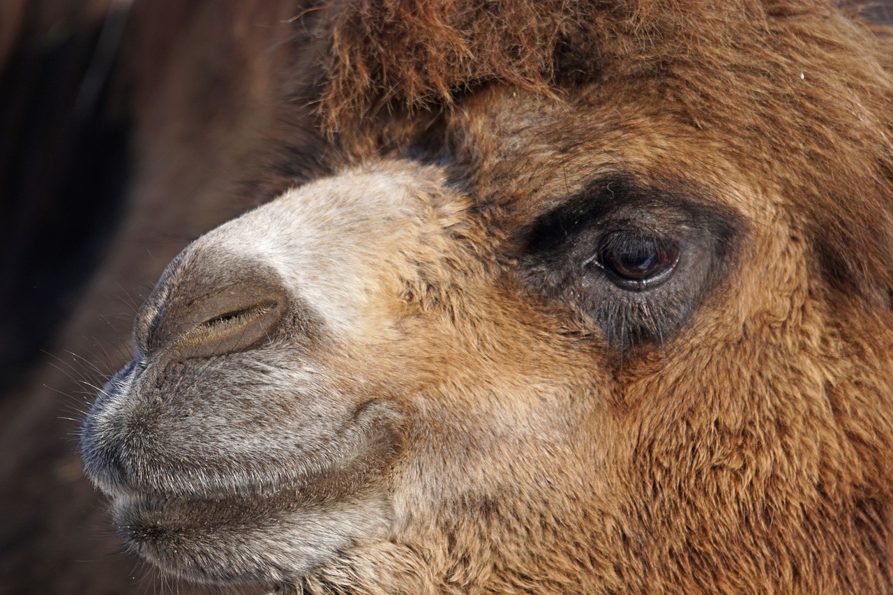 dromedary old world camel camel free photo