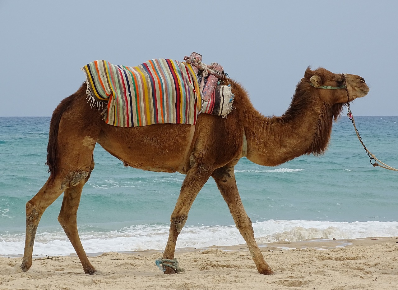 dromedary animal sea free photo