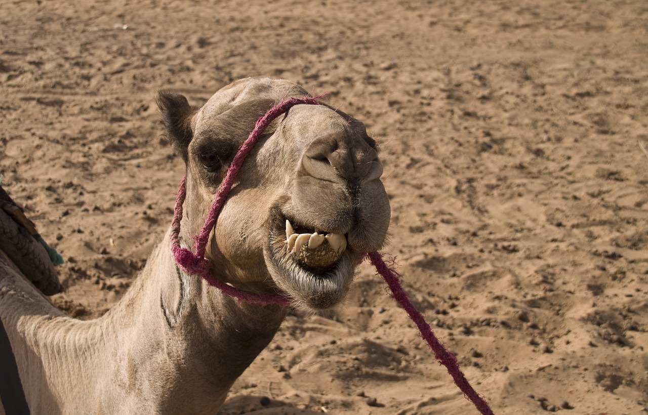 dromedary camel desert free photo