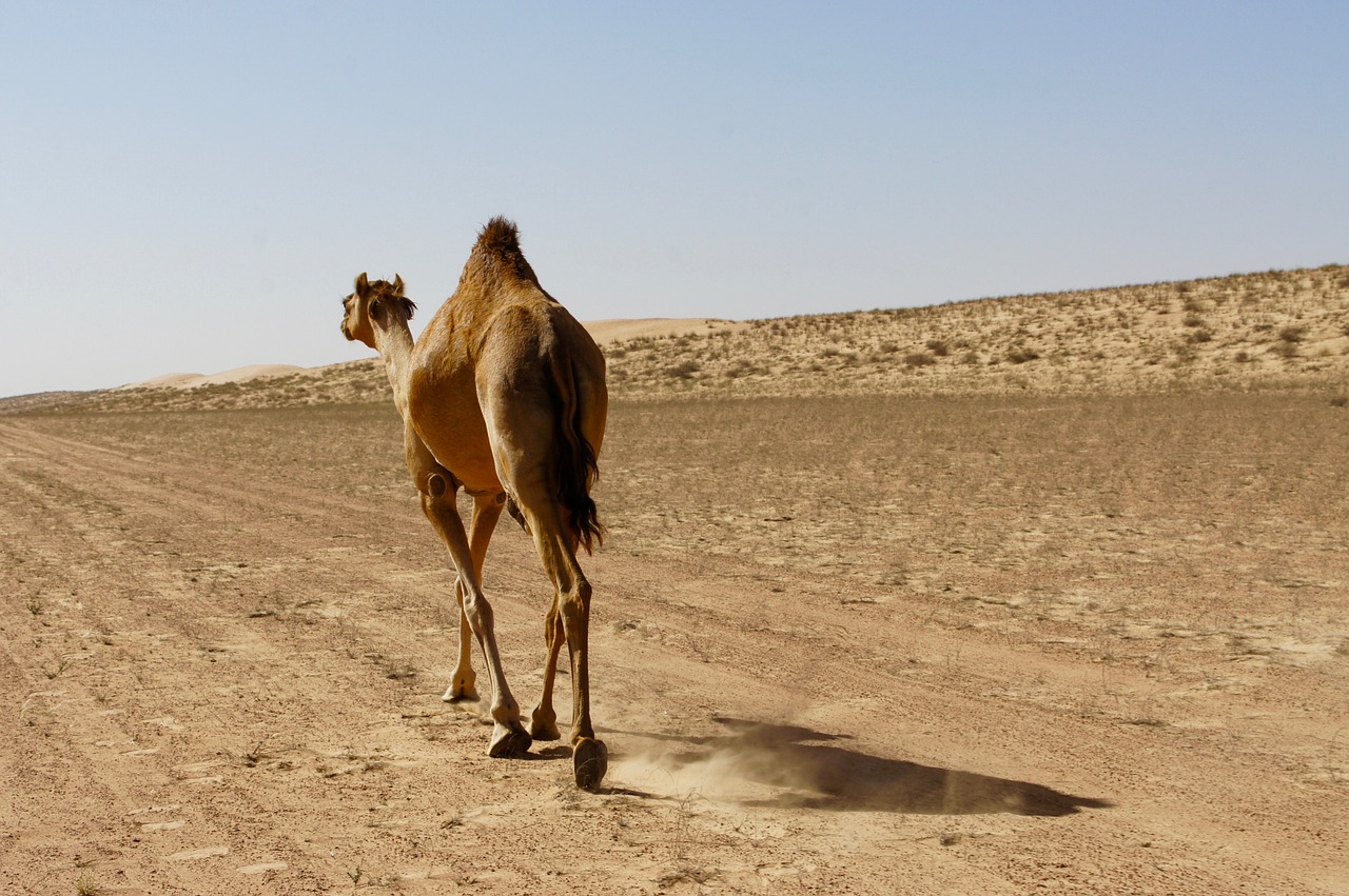 dromedary camel desert free photo