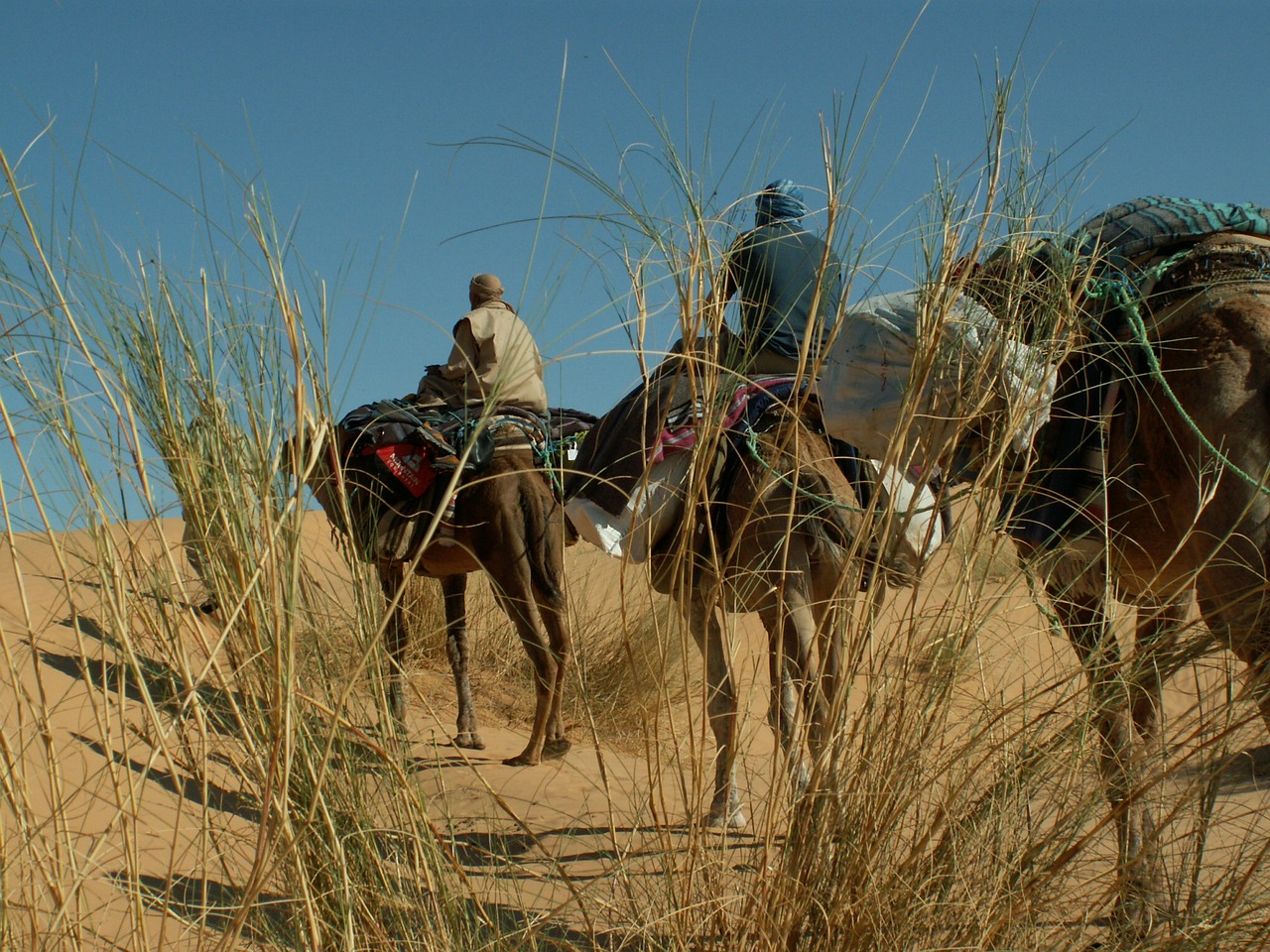 dromedary desert camel free photo
