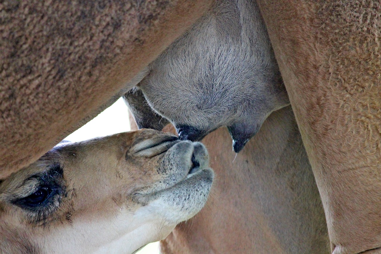 dromedary young suckle free photo