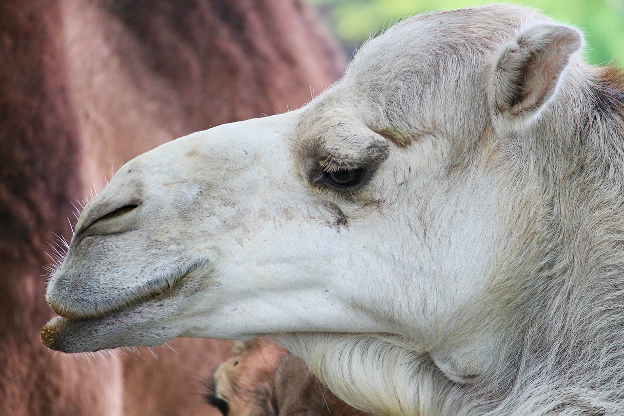 dromedary camel animal free photo