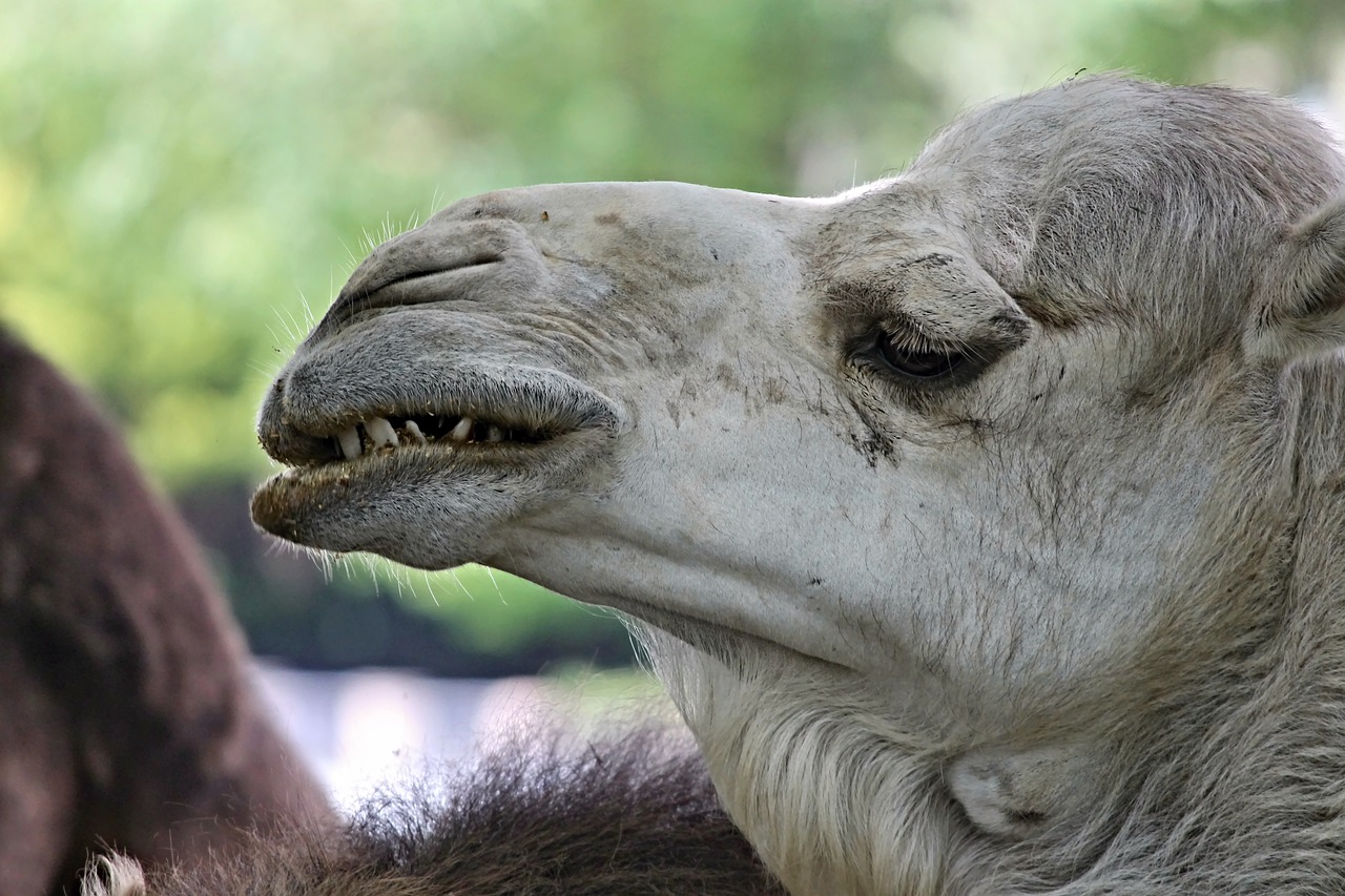dromedary camel teeth free photo