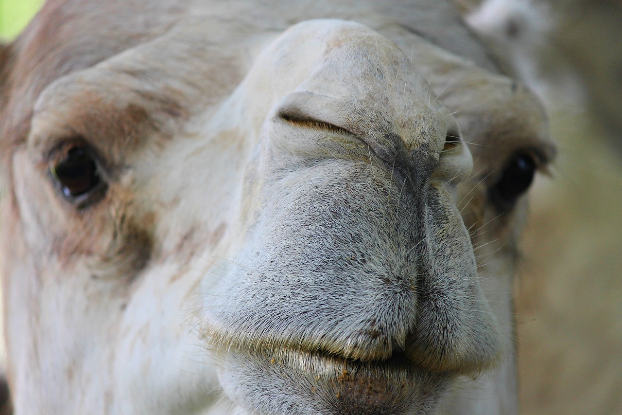 dromedary camel nose free photo