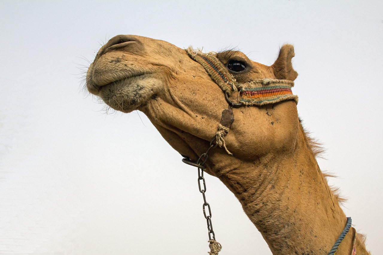 dromedary  holiday  desert ship free photo