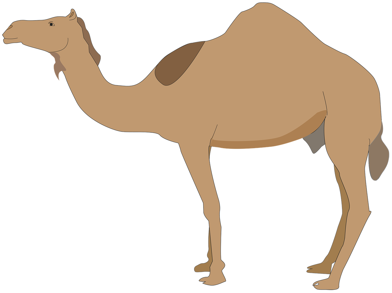 dromedary  animal  camelid free photo