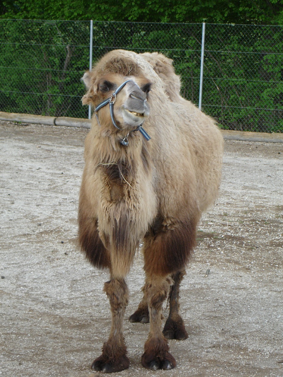 dromedary camel camelus dromedarius free photo