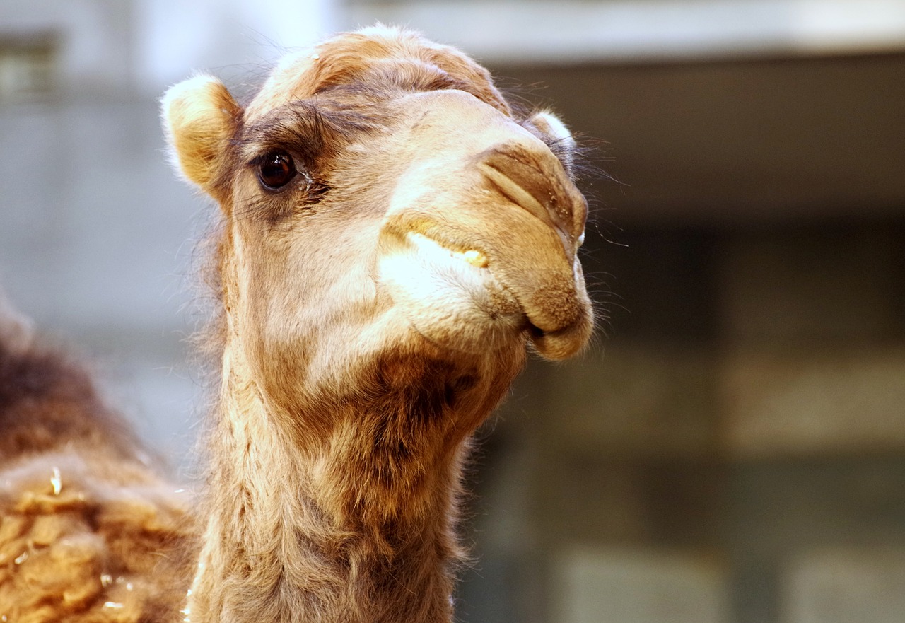 dromedary  zoo  camel free photo