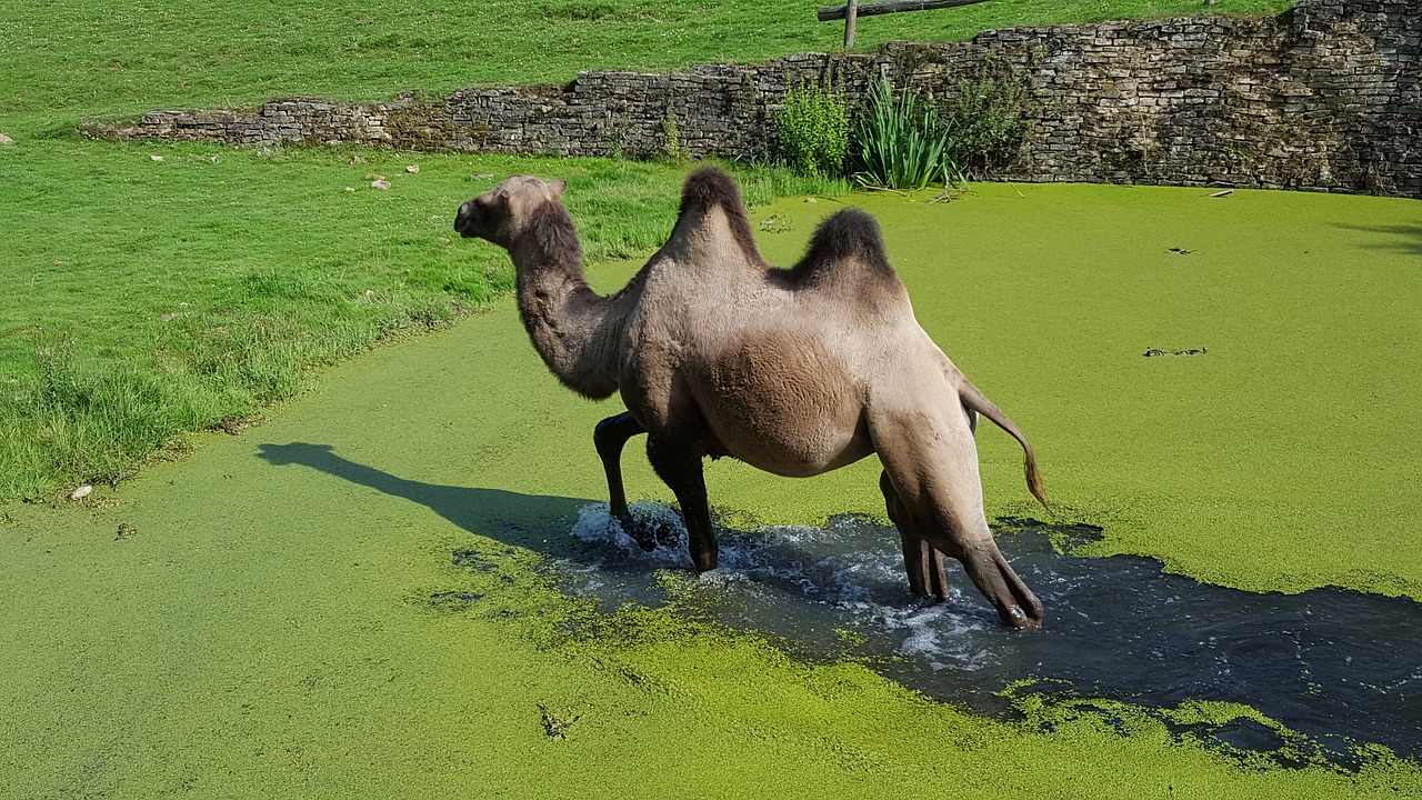 dromedary  zoo  nature free photo