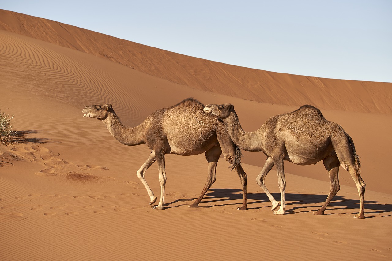 dromedary  camel  morocco free photo