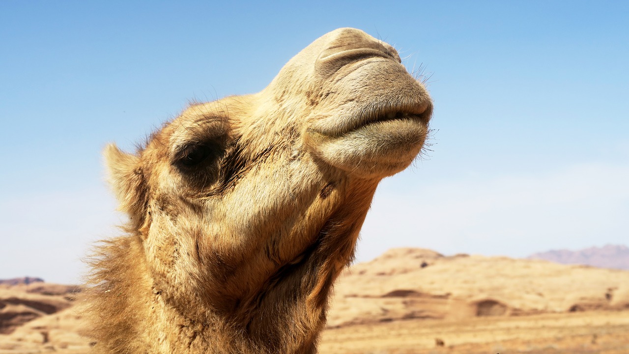 dromedary  camel  animal free photo