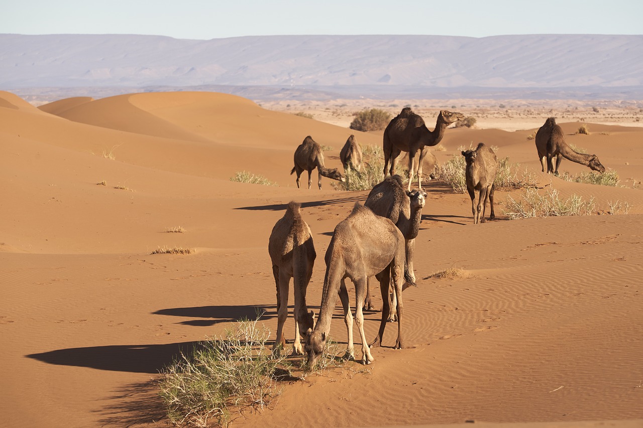 dromedary  sahara  desert free photo