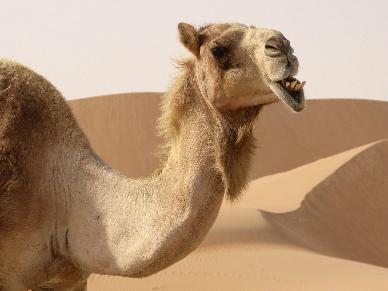 dromedary camel desert free photo