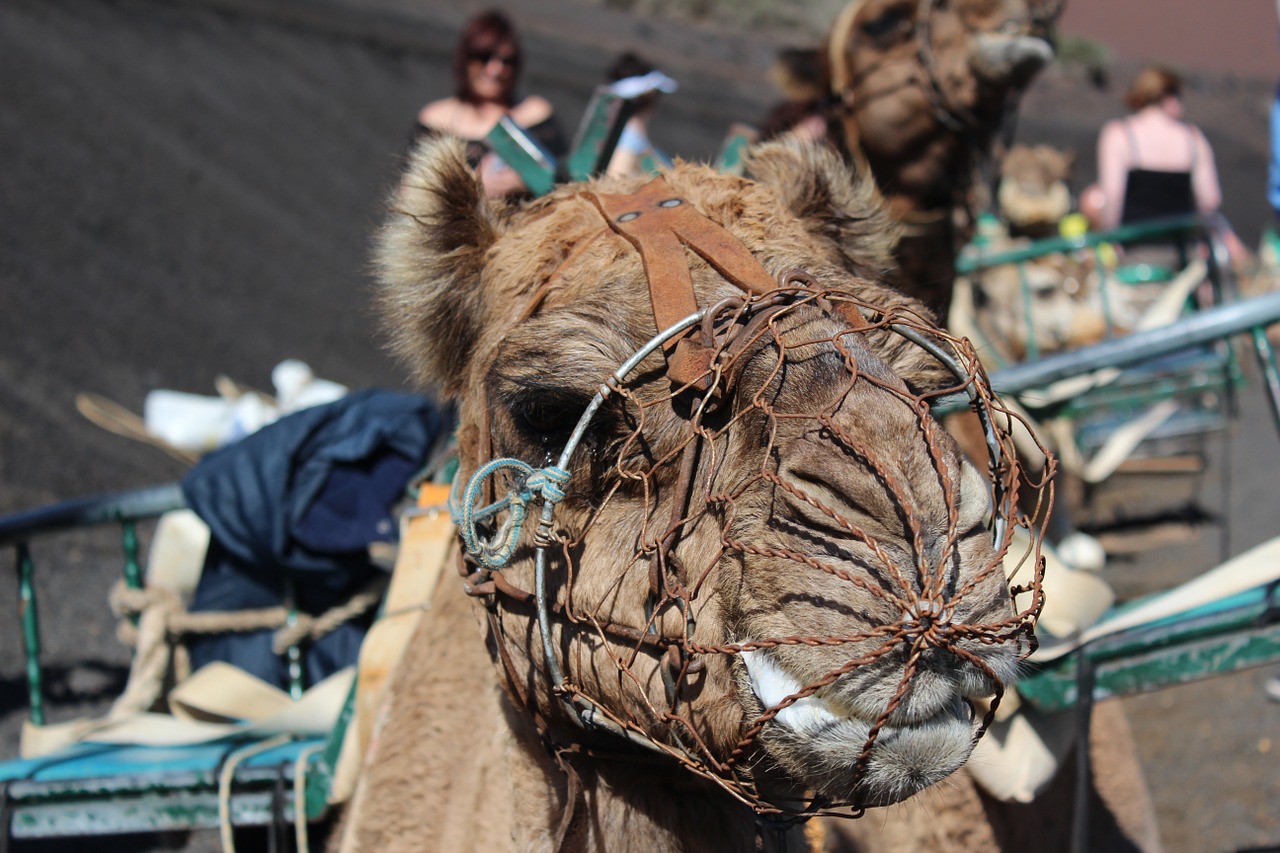 dromedary camel desert ship free photo