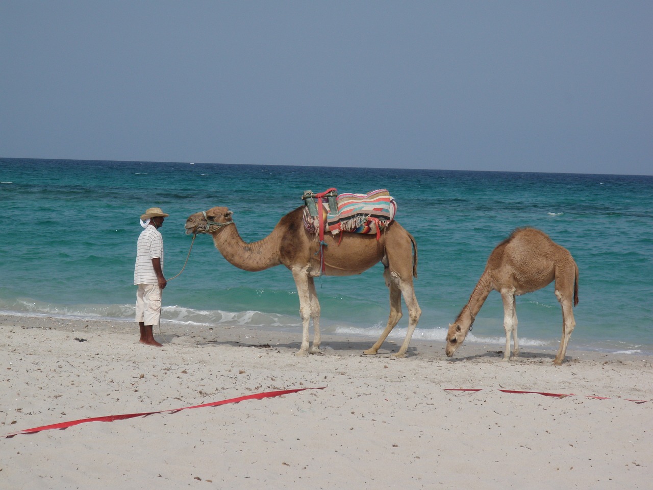 dromedary mahdia tunisia free photo