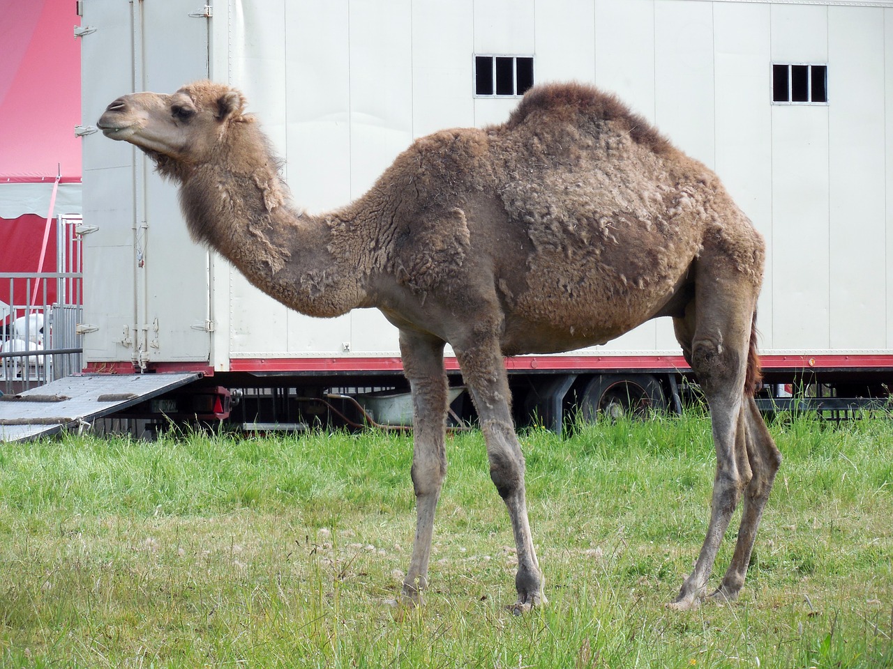 dromedary camel circus free photo