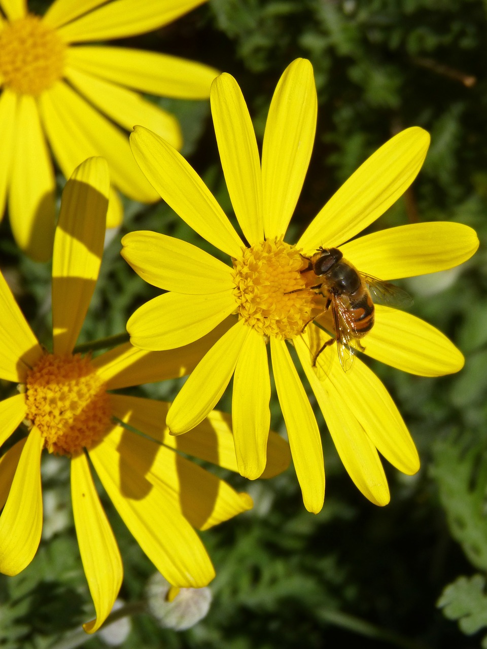 drone bee yellow daisy free photo