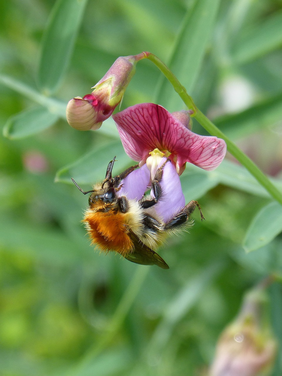drone  bumblebee  libar free photo
