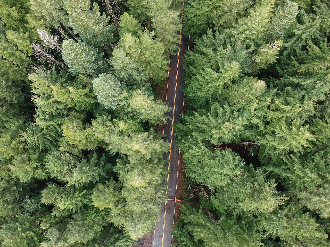 drone  oregon  forest free photo