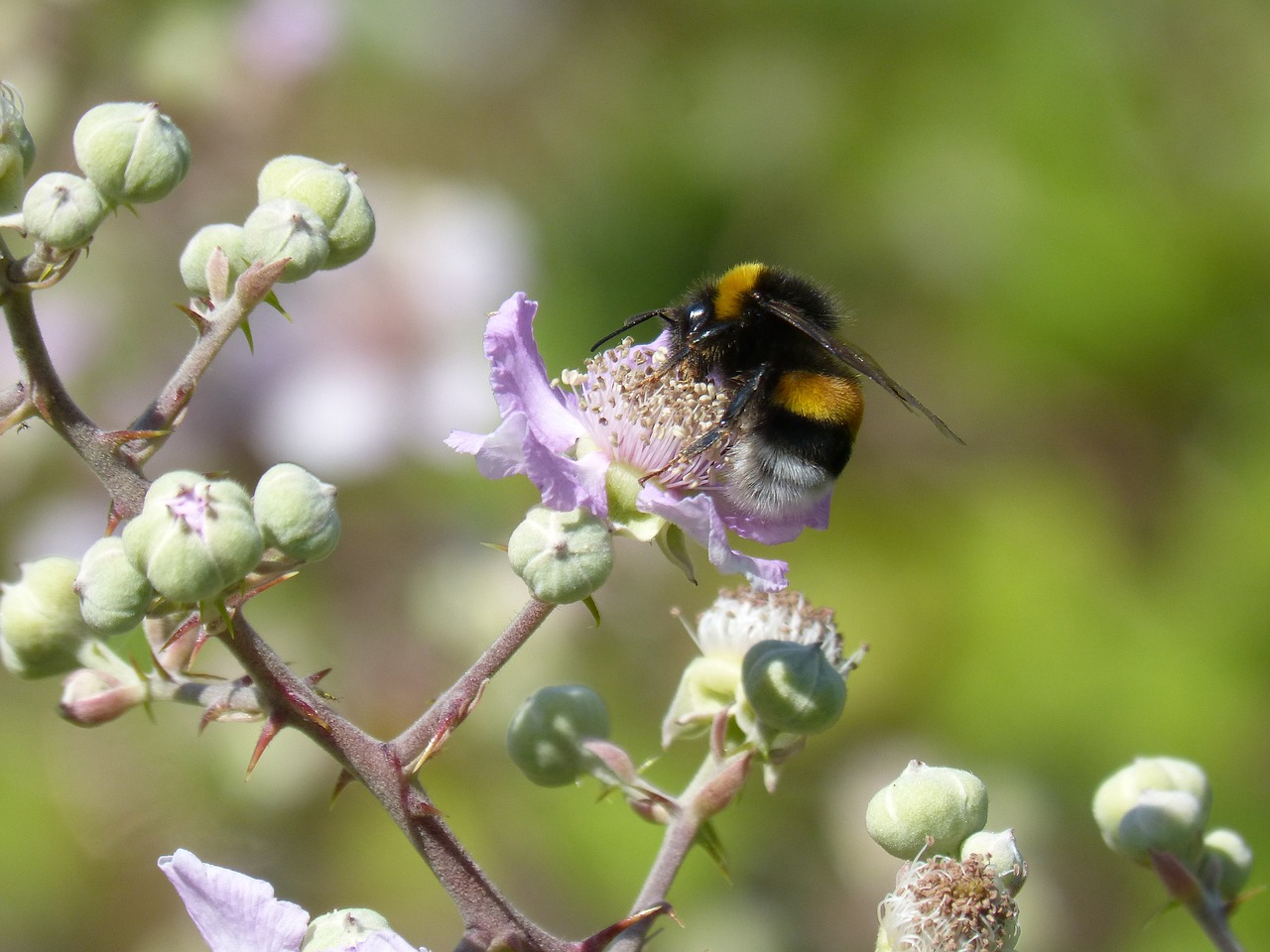 drone  bumblebee  libar free photo