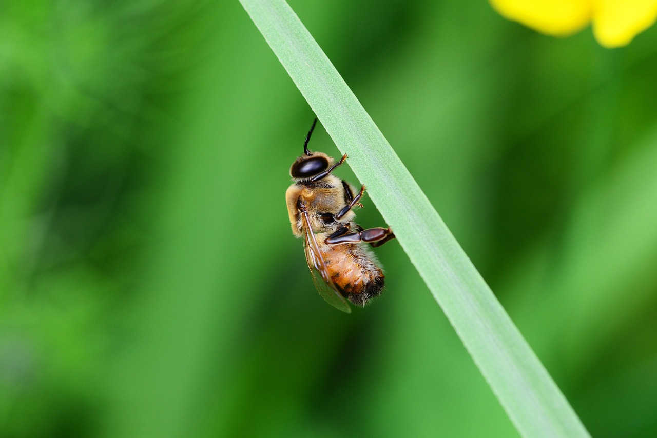 drone honey bee male free photo