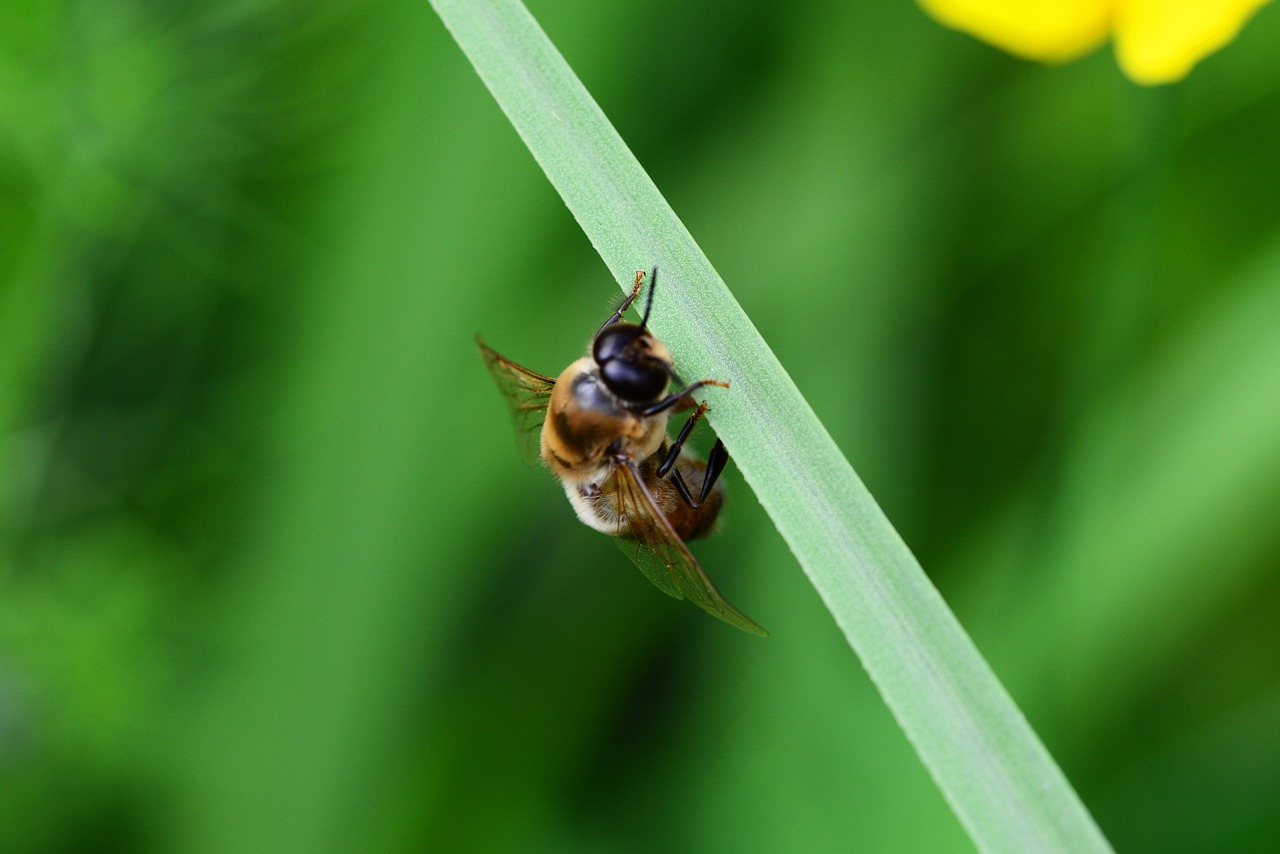 drone honey bee male free photo