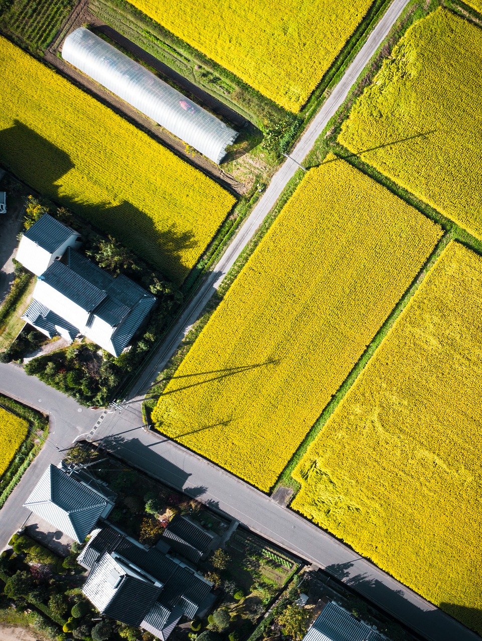 drone  village  rice field free photo