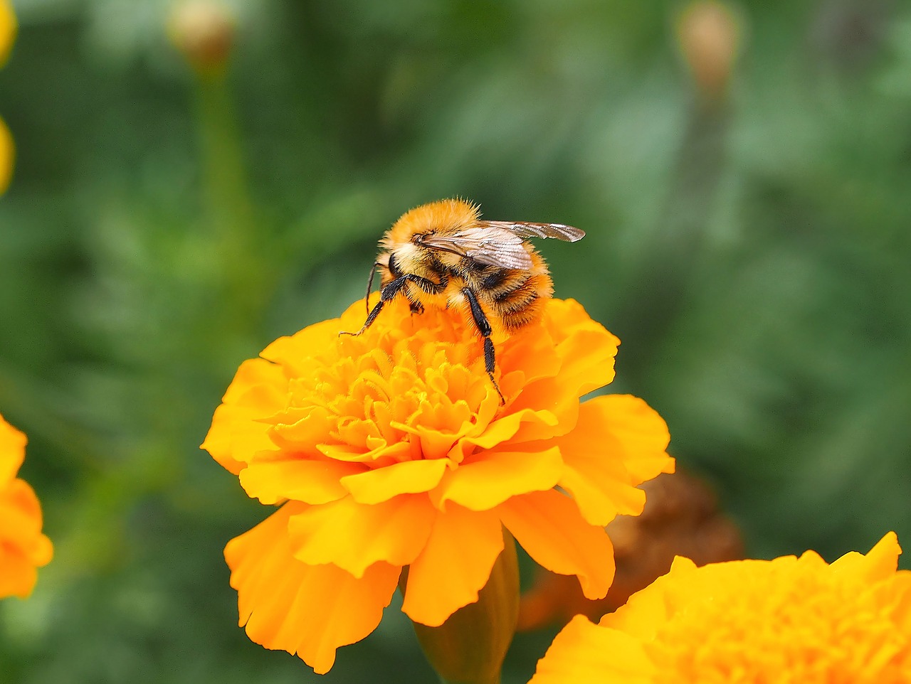 drone fields bourdon insects free photo