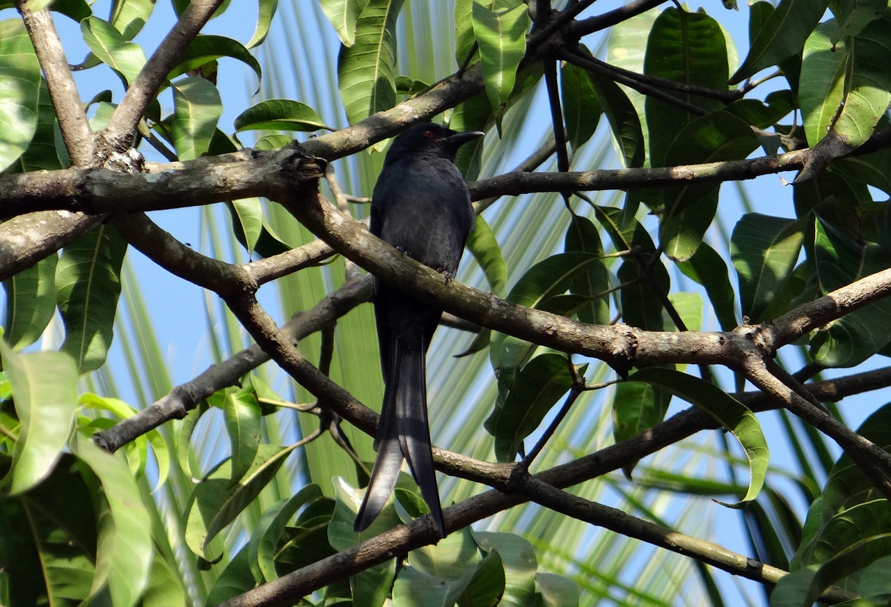 drongo bird fauna free photo