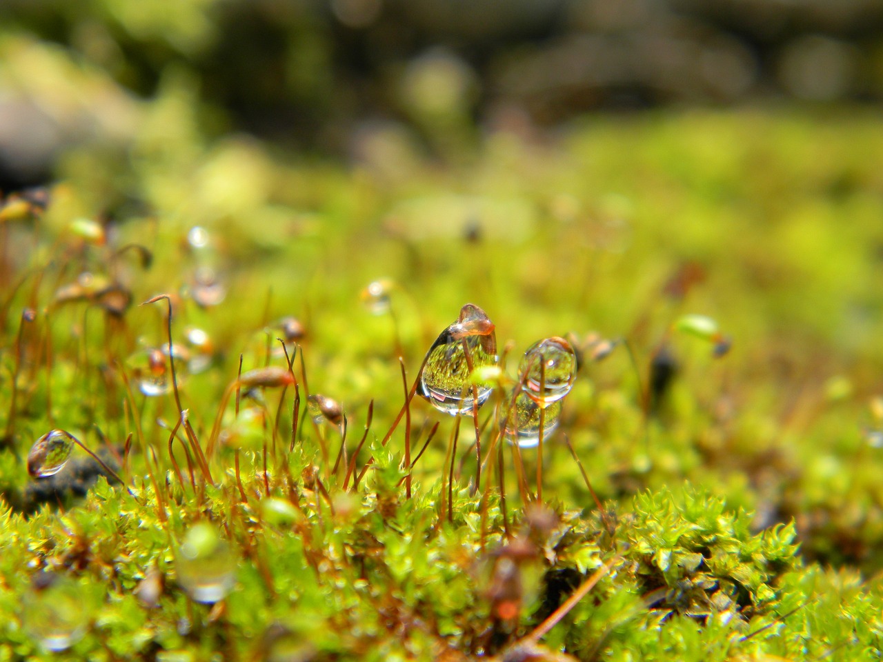 drop water macro free photo