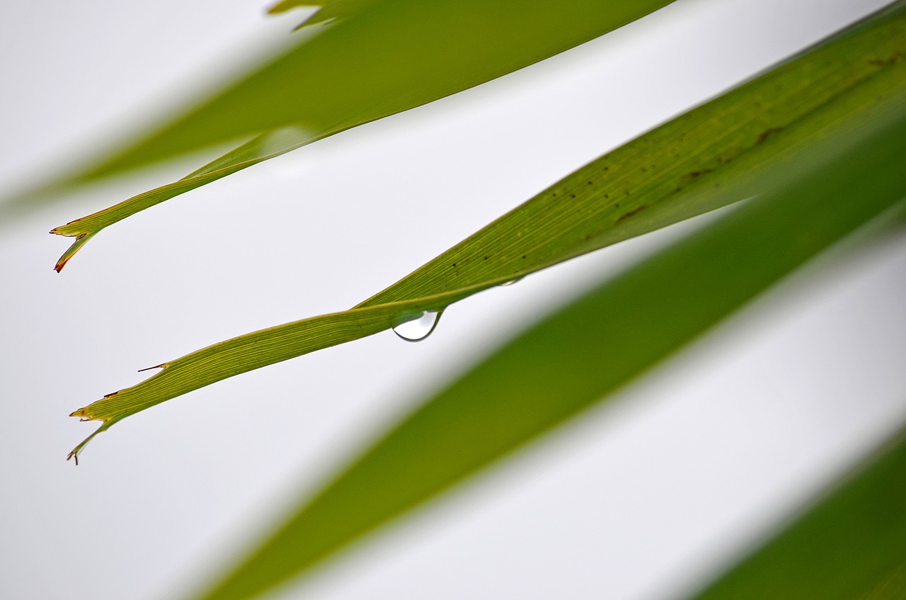 drop palm rain free photo