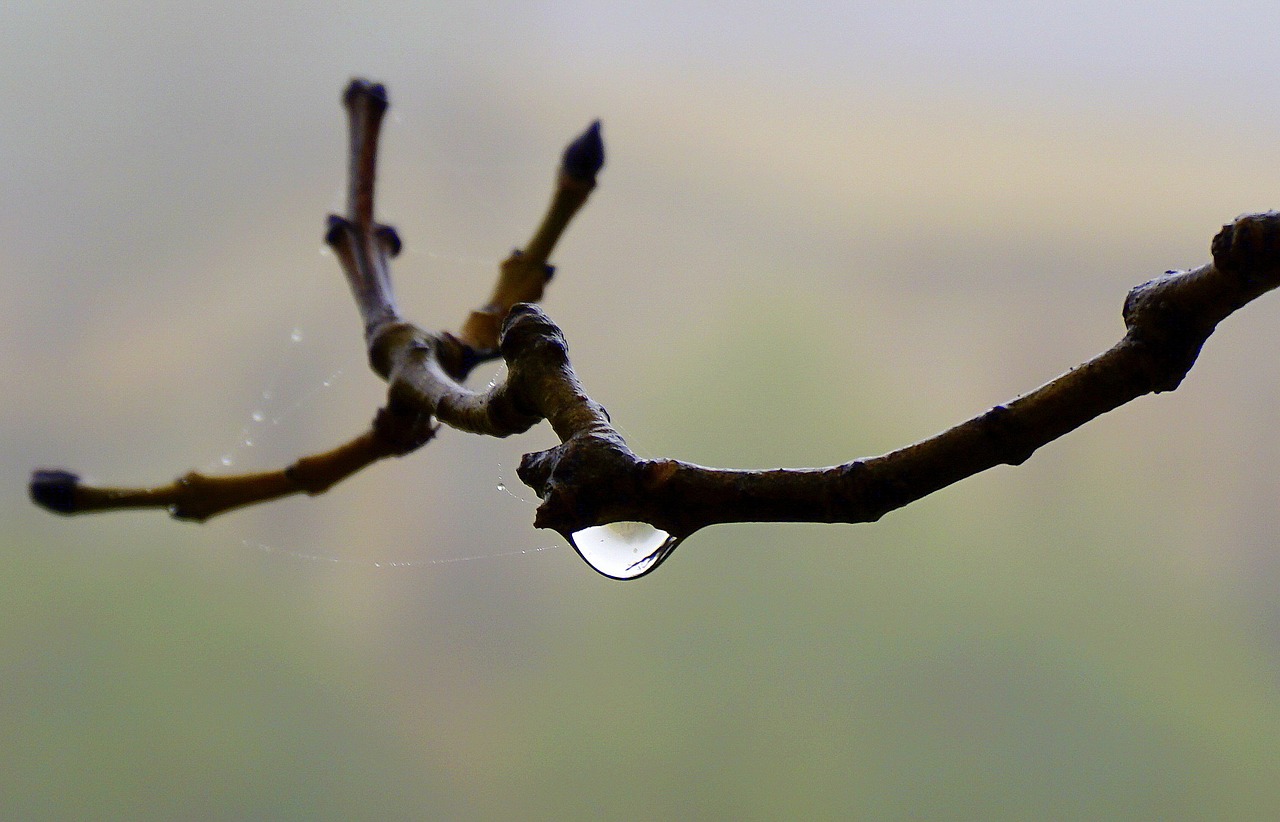 drop water macro free photo