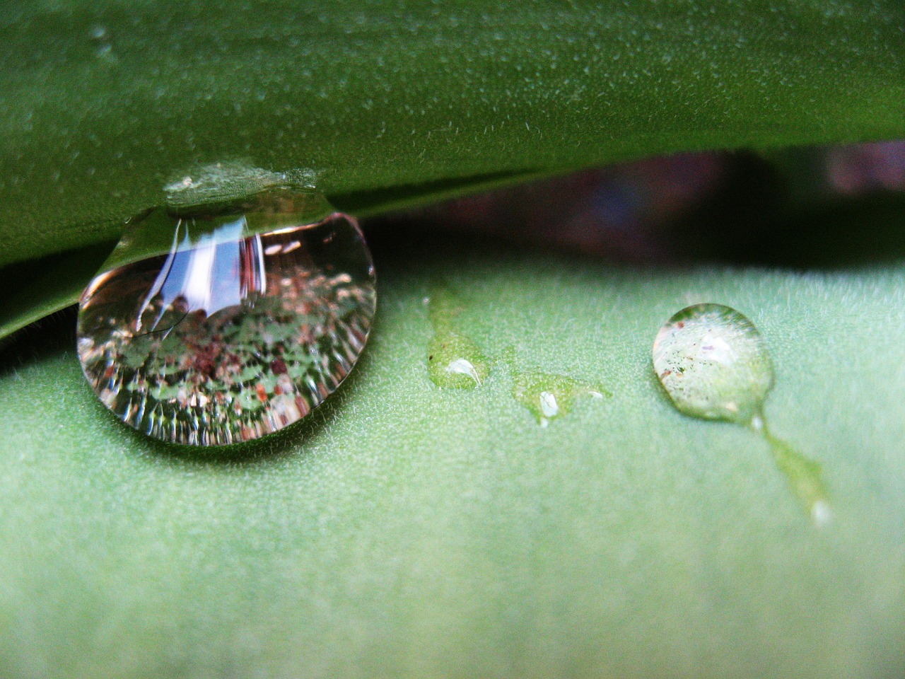 drop water green free photo