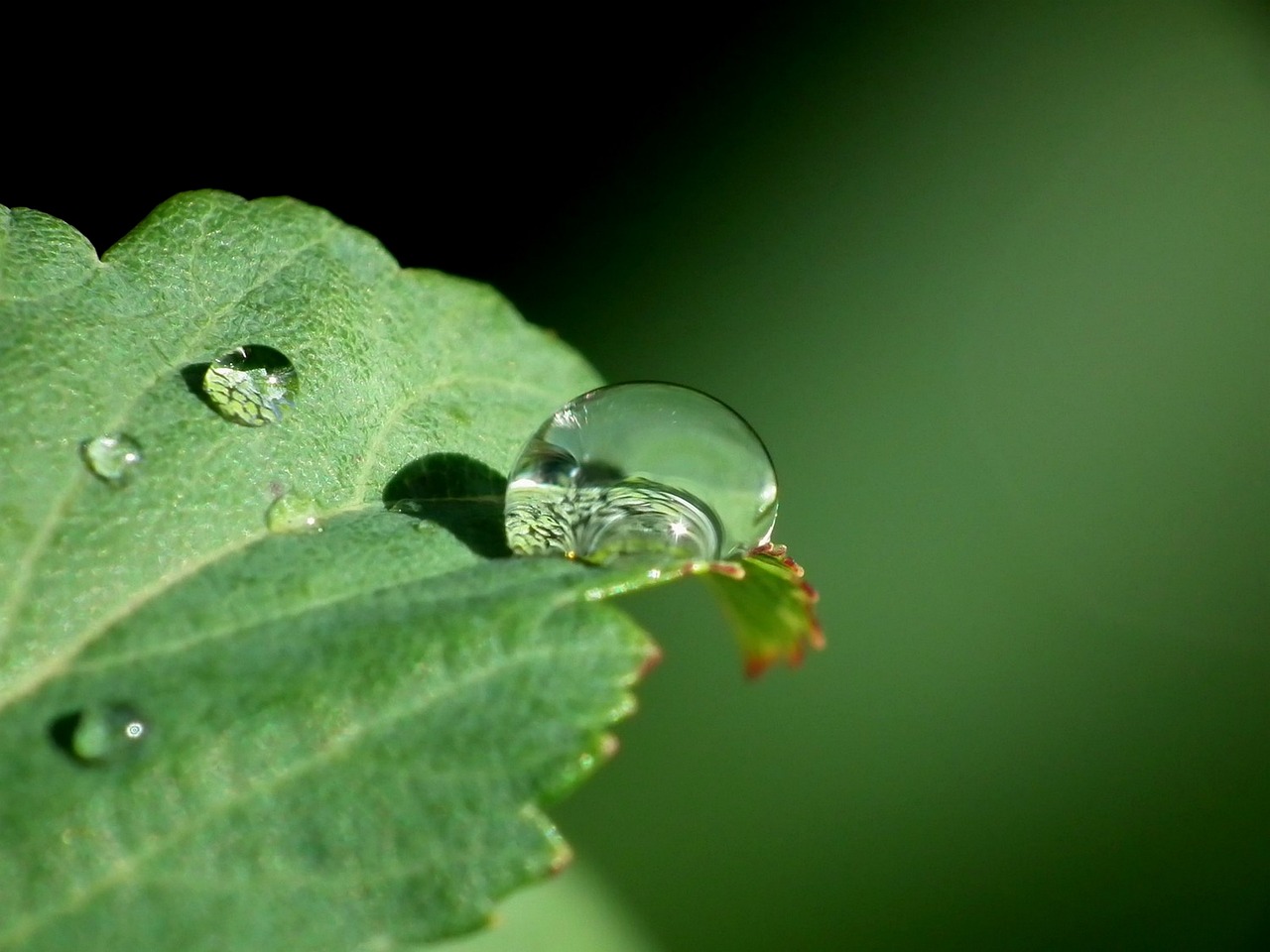 drop water leaf free photo