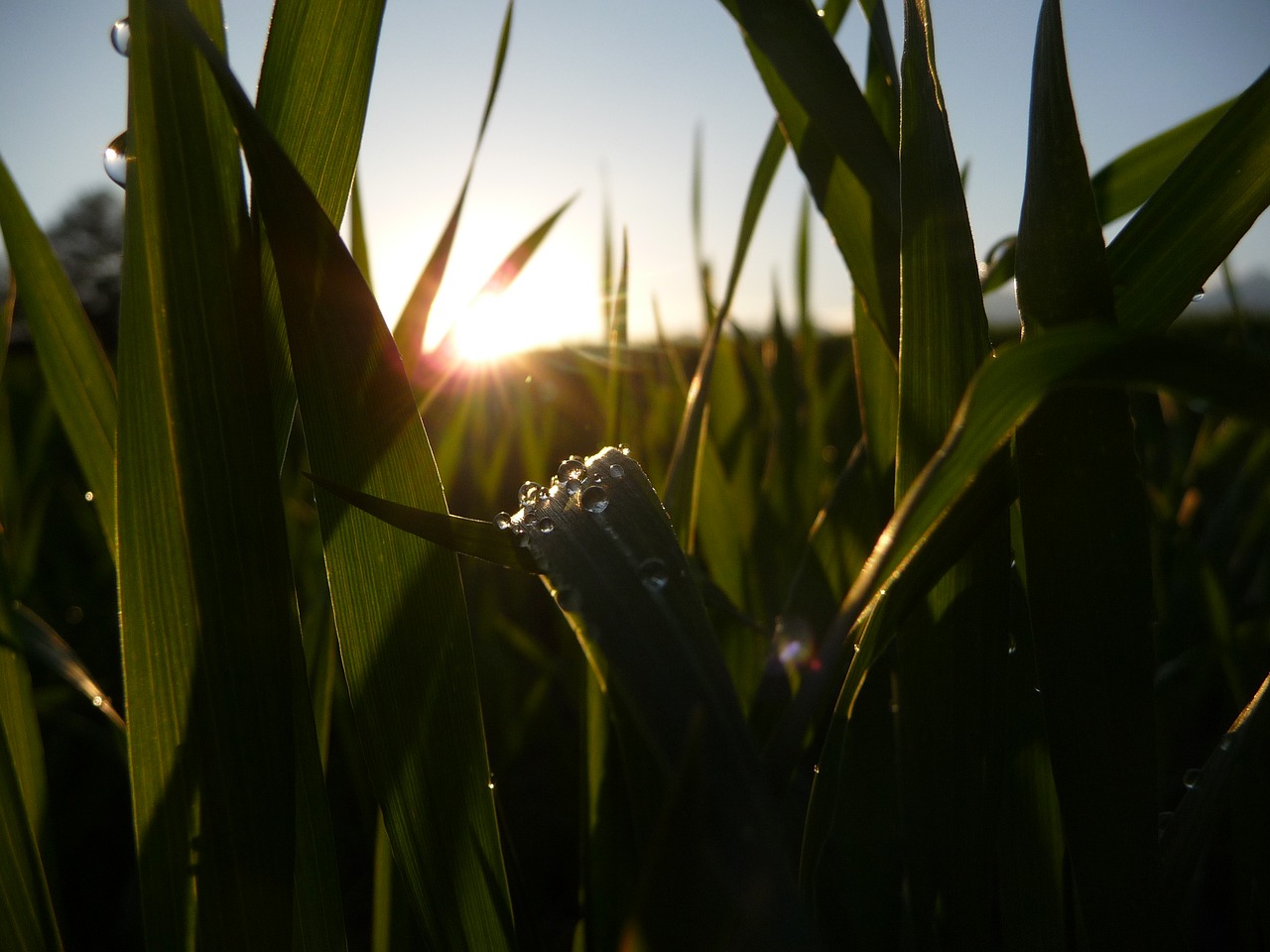 drop summer field free photo