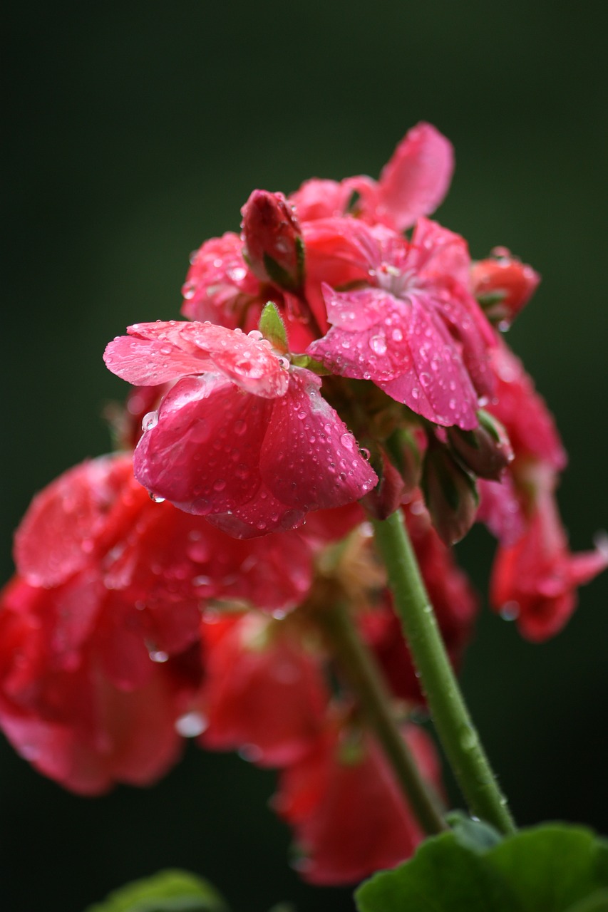 drop flower geranium free photo