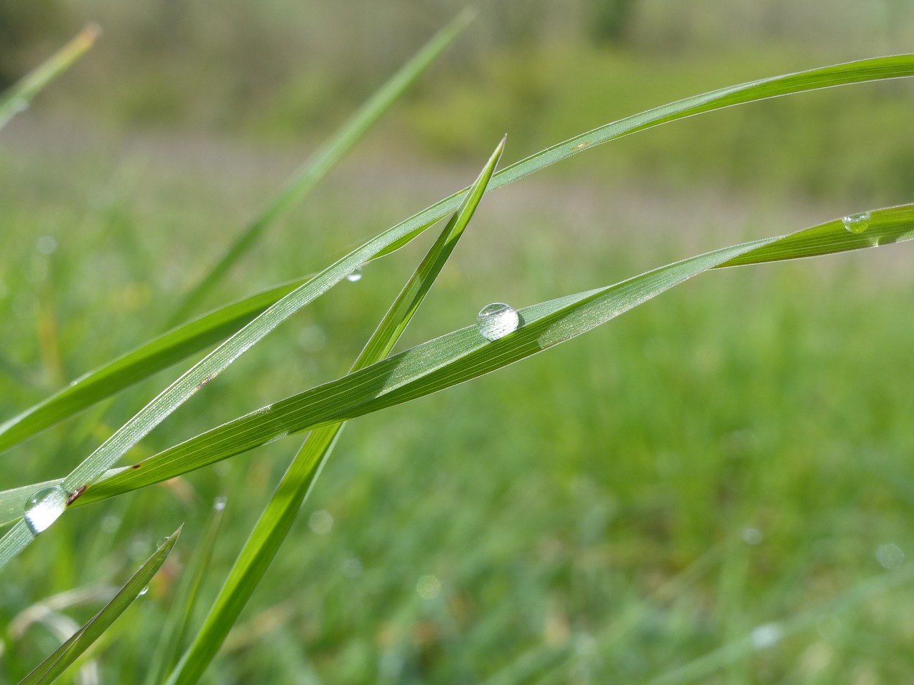 drop blade of grass spring rain free photo
