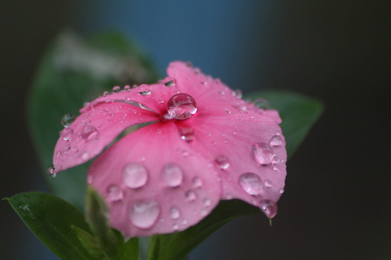 drop flowers rain free photo