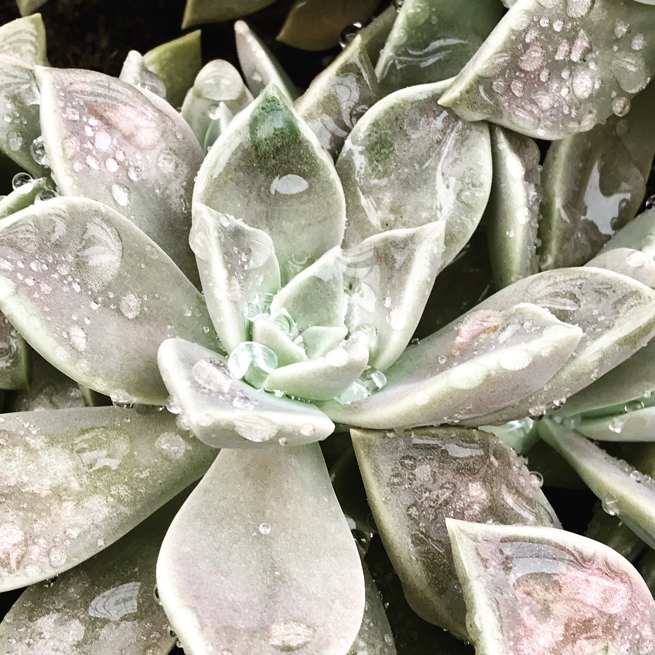 drop succulent plant free photo